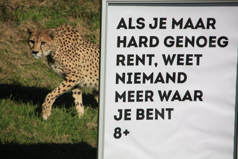 xavannah cheetah with poster